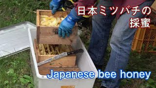 日本ミツバチの採蜜を見せていただきました